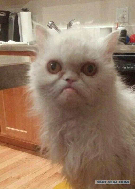 Прикольных котов пост