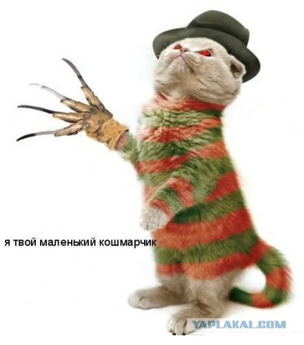 Котовторник ужасов (36 фот)