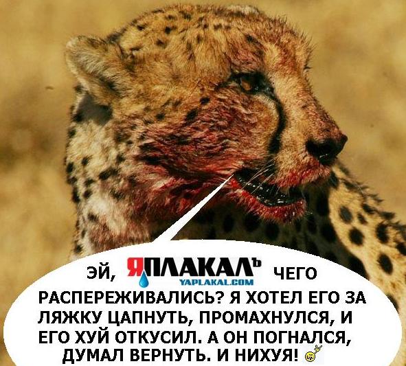 Гепард получил люлей