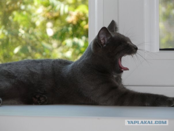 Котовторник на 29 июня