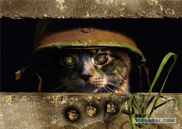 Десантный котовторник