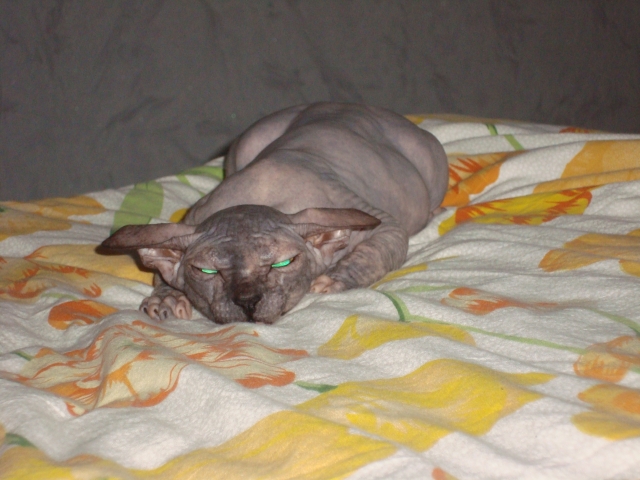 Котовторник 06.09.11