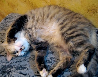 Профессиональный котовторник