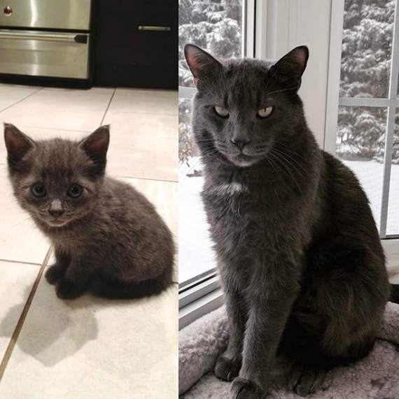 Прикольных котов пост