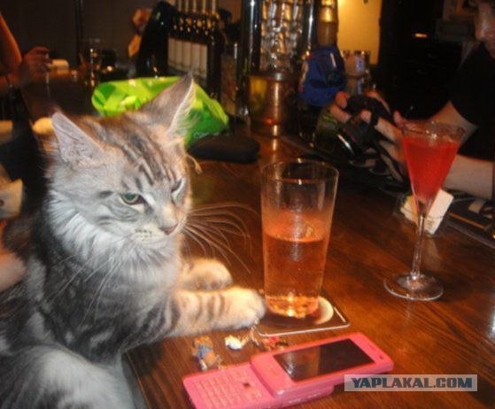 Котовторник 10.04.2012