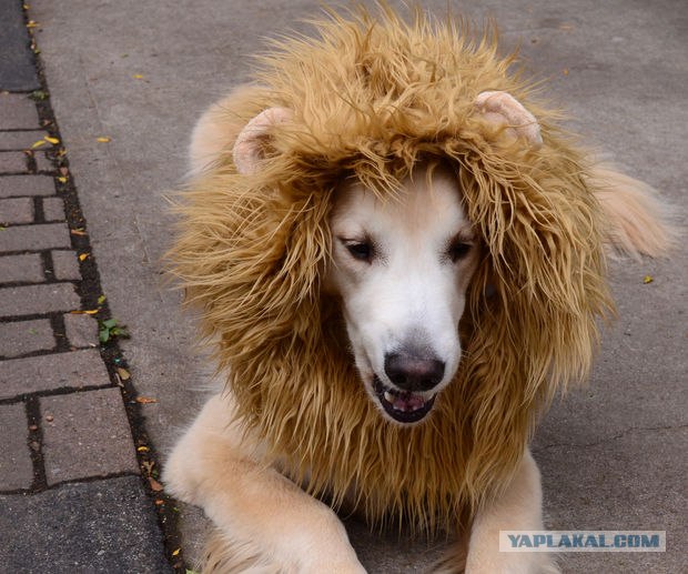 Я лев!
