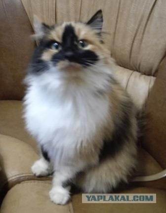 Начнем котоФторник?