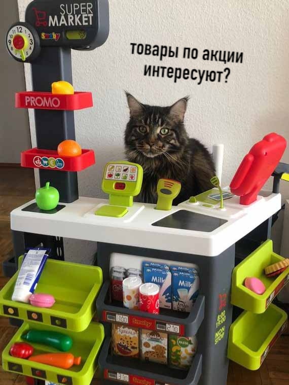 Котики