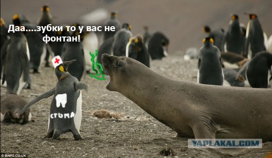 Фотожаба: А ну не ори на меня!