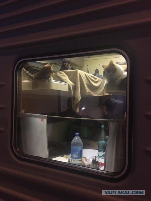 Ссадили с поезда