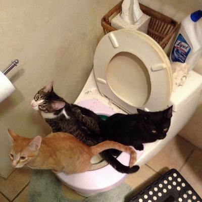 Как приличные котэ ходят в туалет