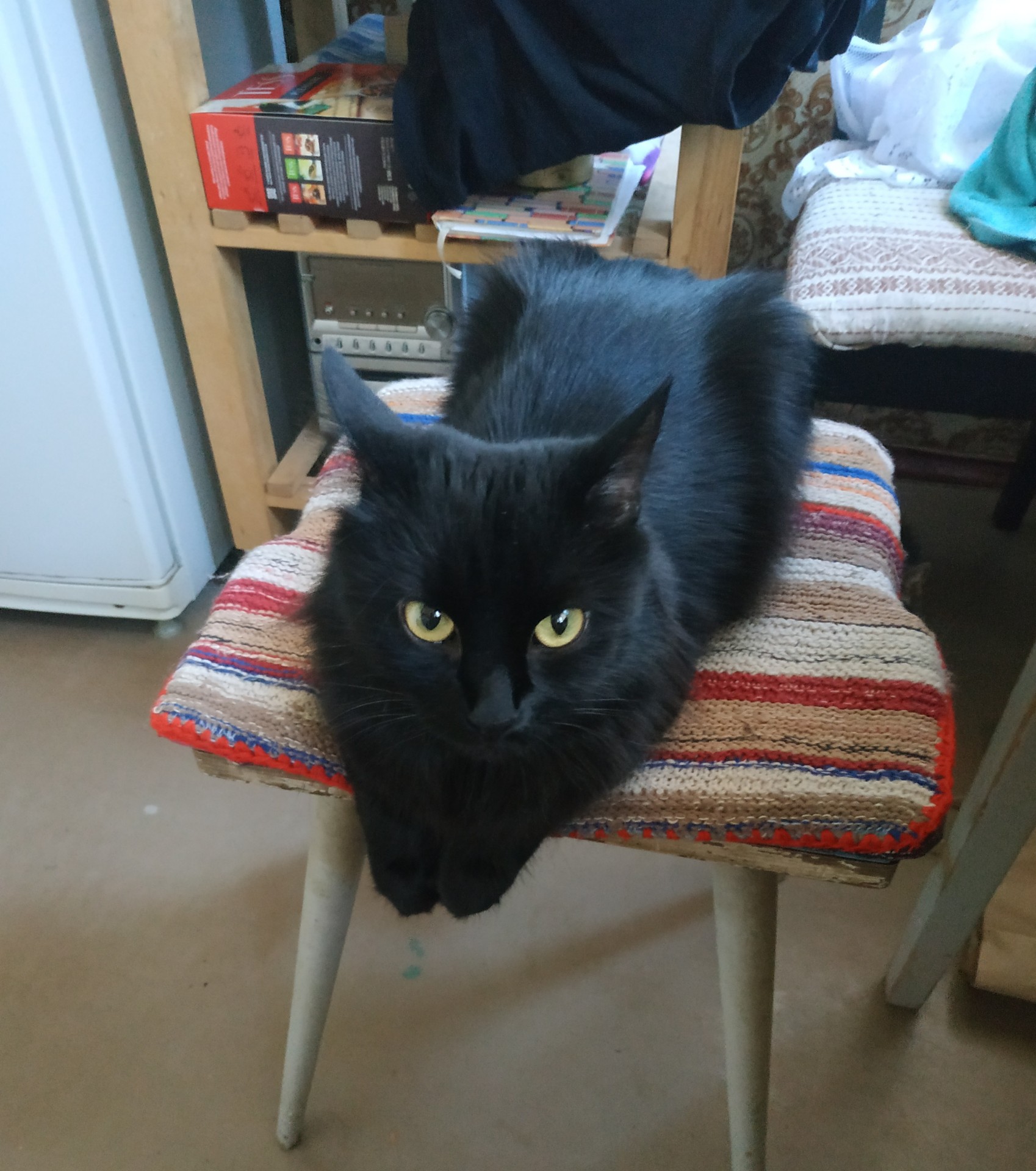 Через кота