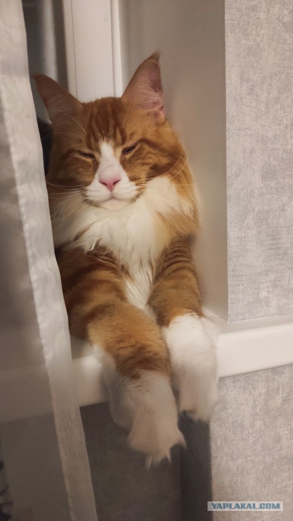 Котовторник Рыжих