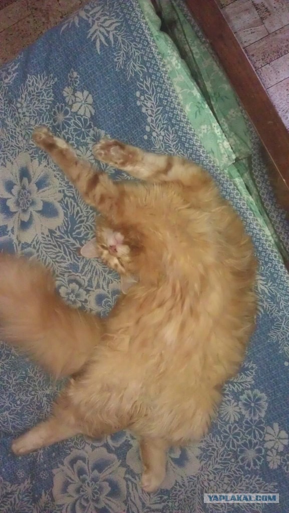 Немного о  Мейн Куне.