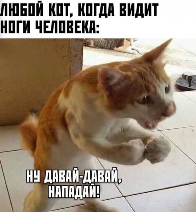 К котовторнику: подборка картинок-баянов с котиками и про котиков. Выпуск 10