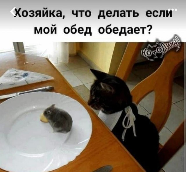 К котовторнику: подборка картинок-баянов с котиками и про котиков. Выпуск 17