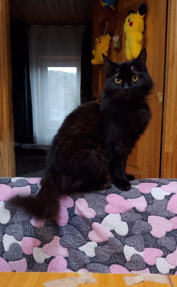 Чёрный котовторник