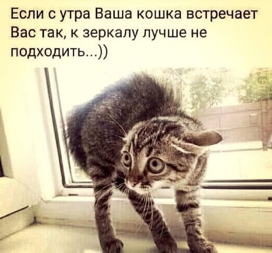 Предновогодние бояны