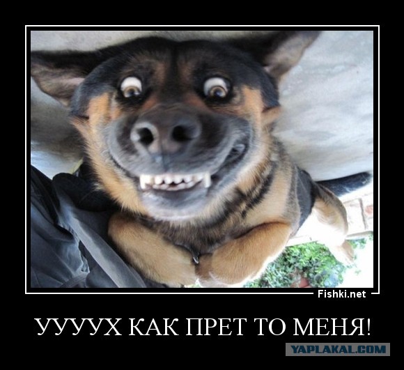 Волк-медоед