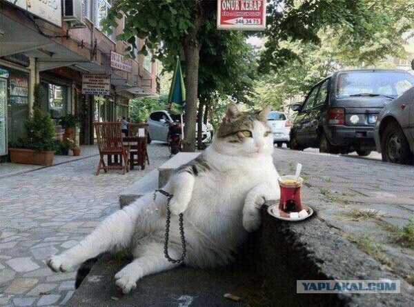 Сфоткай, типа я хозяин