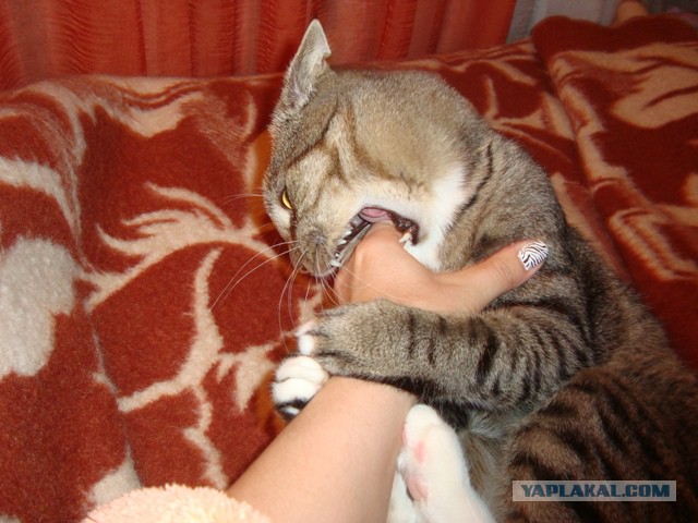 Котовторник 01.04.2014