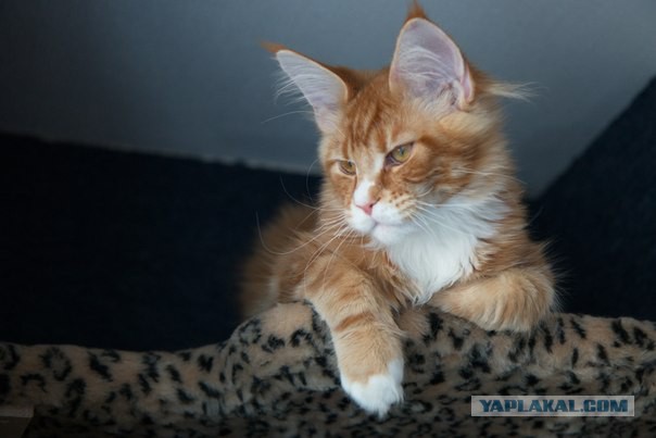 Котовторник   15.04.2014