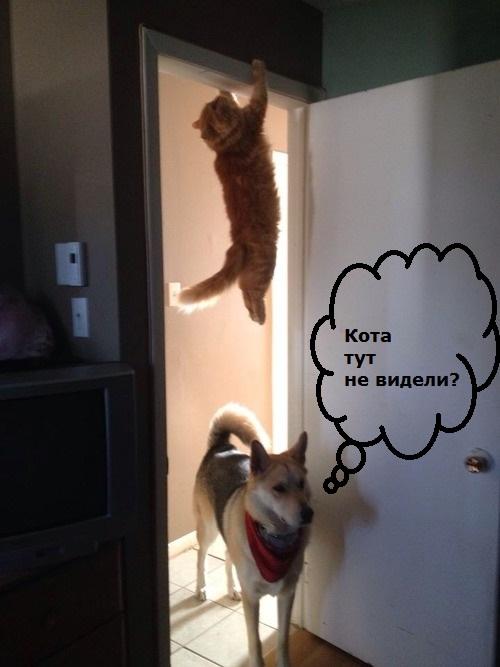 Смешные картинки