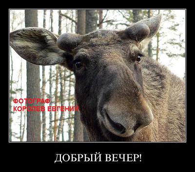 Помог!