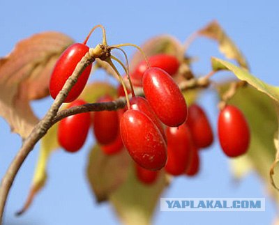 Лакомства детства