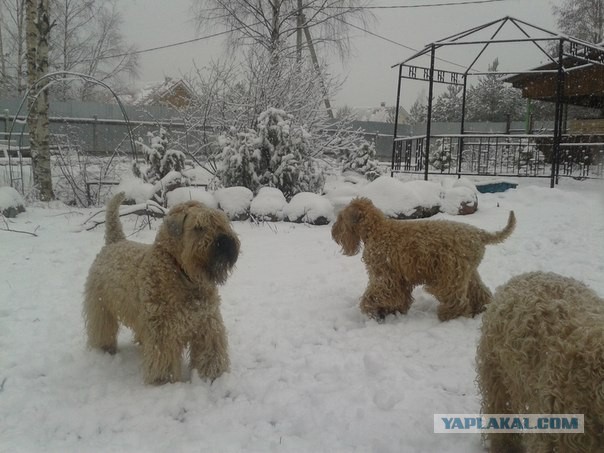 Прогулять сабакина..