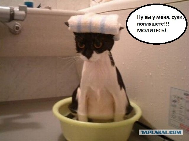 Инструкция: как правильно купать кота