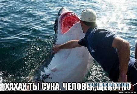 ОЙ! Что это? Акула?