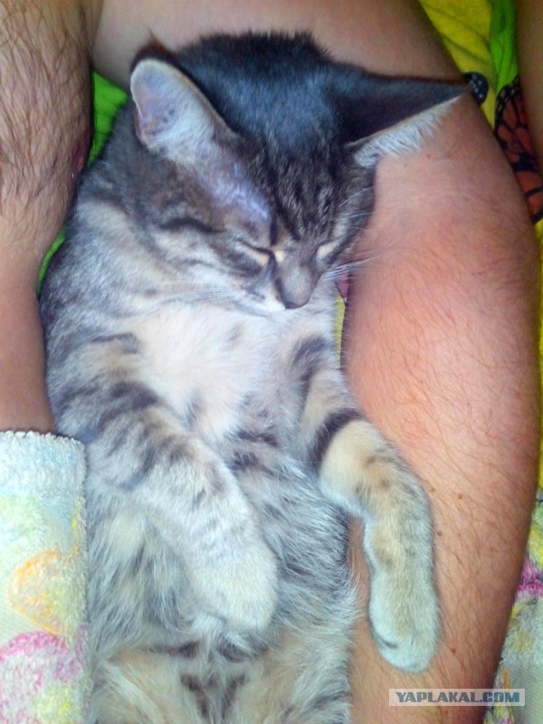 Котовторник 17.11.2015