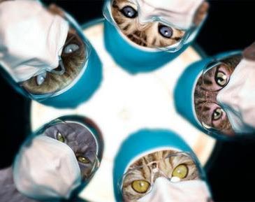 Коты, кошки, котята
