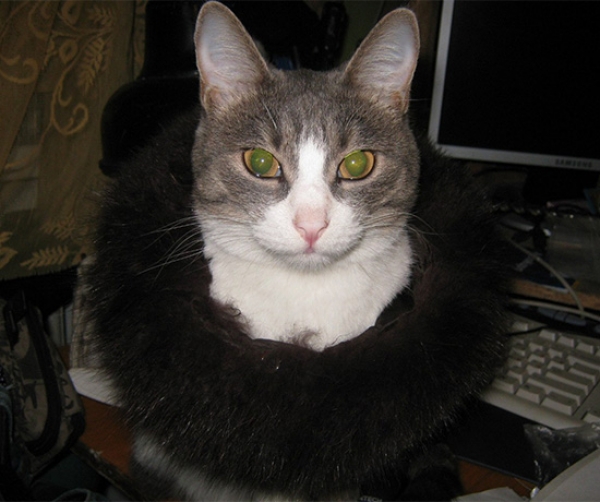 Котовторник  01.03.2016