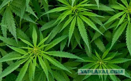 Самолет, исчезнувший в 1955 году, приземлился через 37 лет