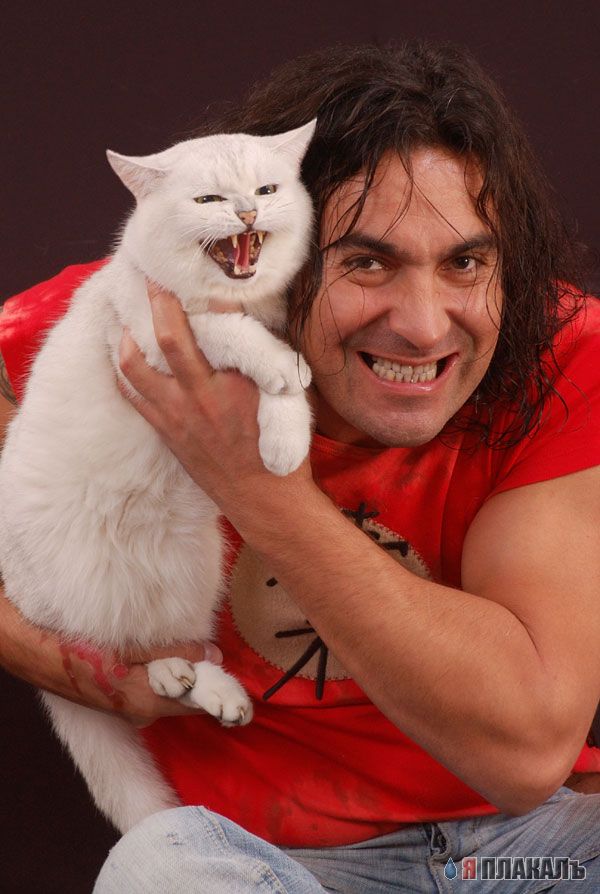 Коты, кошки, котята