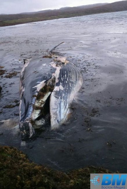 Приморцы съели китёнка, выброшенного на берег