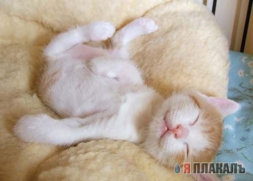 Коты проспали котовторник
