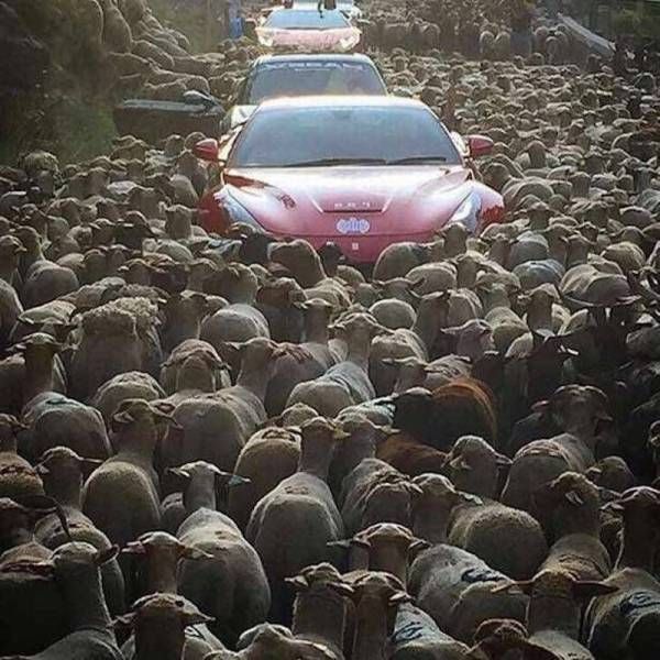 Картинки и приколы из сети