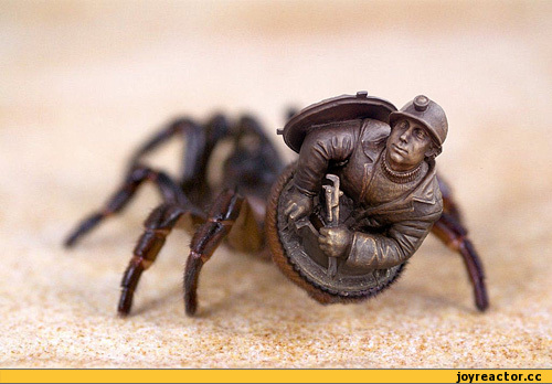 Китаец принял найденного в огороде редкого паука за древнюю печать