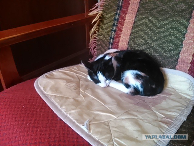 Котовторник 22.11.2016