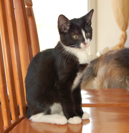 Коты из сети