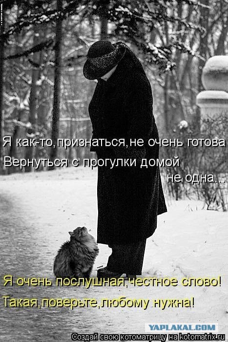 Как я кошку покупал, или развод на авито