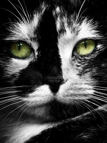 Коты и Кошки
