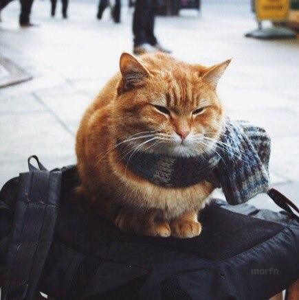 Коты и Кошки