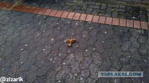 Вещи, которым я не перестаю удивляться в Германии