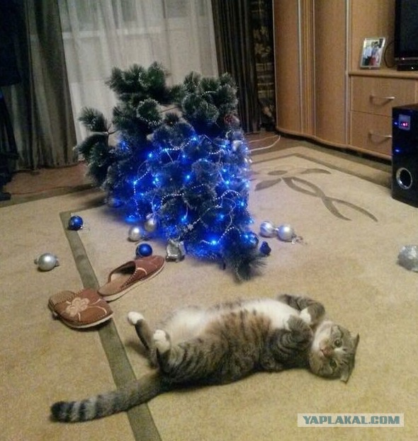 Котовторник!