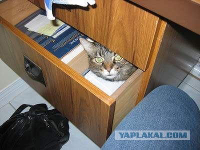 Котовторник на ЯПлакалъ
