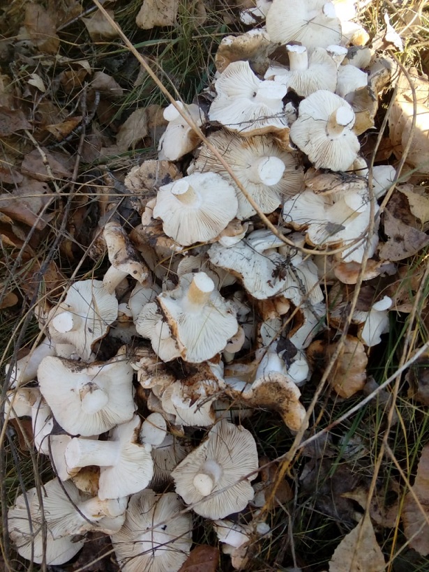 "Суровые" грибы Семипалатинска.